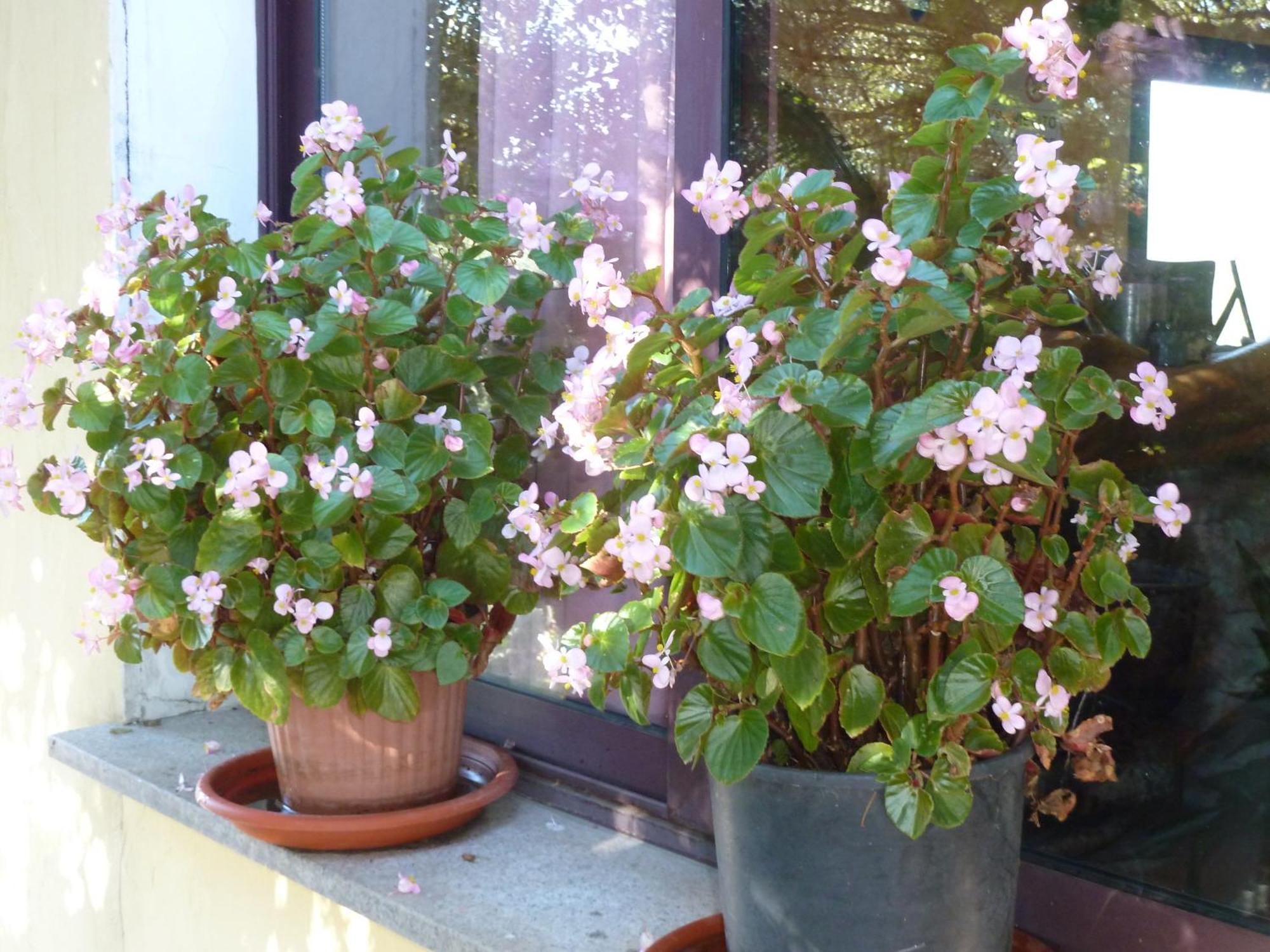 Bed & Breakfast Vaddidulimu Luogosanto